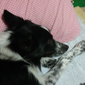 ねむ～いのの画像