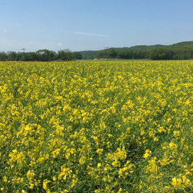 今年の菜の花の画像