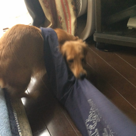 負けないワン!!の画像