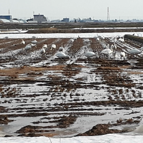 白鳥の休息の画像