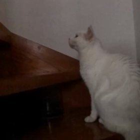 高齢猫が一段抜かし！の画像