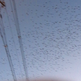 何て言う鳥の画像