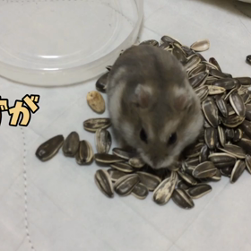 ハムスターをひま種の海へ放つとこうなるの画像