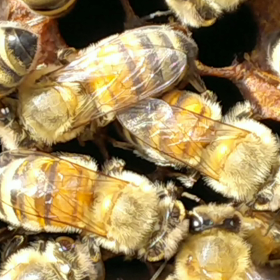 実はグルメなみつばちの画像