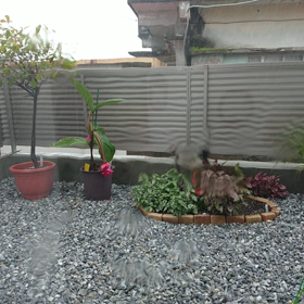 雨で綺麗になると言われたの画像