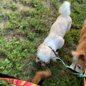 8月22日14わんこと1時間遠足  代々木公園の画像