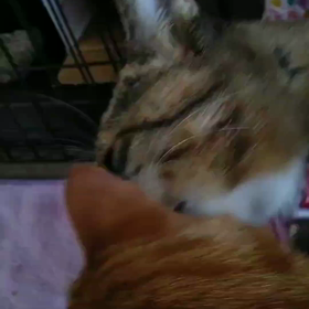 なめ猫 ともちゃん((=^・・^=))♡の画像