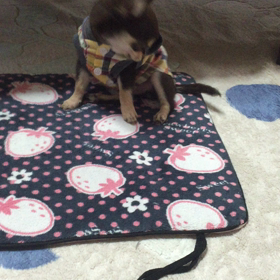 おっきすぎたね(๑-﹏-๑)の画像