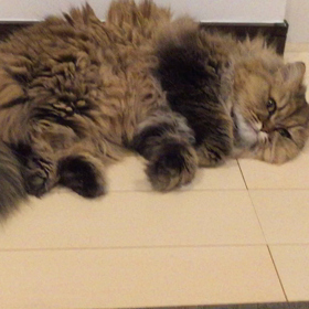 ジルちゃんzzzの画像