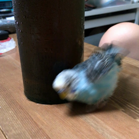 ごまちゃん水滴浴びの画像