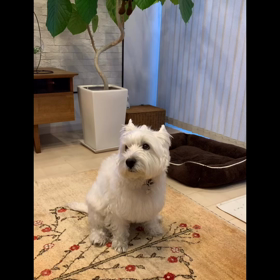 今日もマッサージの画像