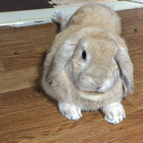 今日の餌待ちの画像