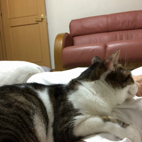 1週間具合悪いらしい…昨夜も動けませんでしたが幸せ！の画像