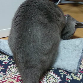 絨毯めくりーの画像