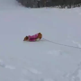 雪遊び動画の画像