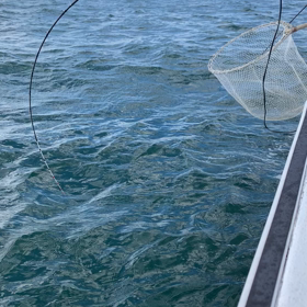 イワシパターン！の画像