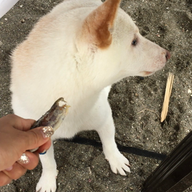 逗子海岸の画像