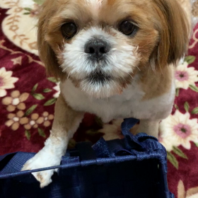 寝てばかりの写真ばかりなので…の画像