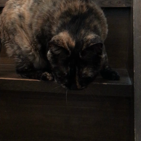 エトワールの画像