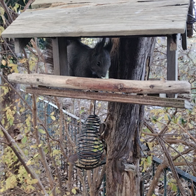 2023/11/22　エゾリス　冬ごもり前の画像