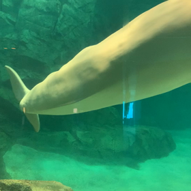 みんな心潤ってる？癒し動画載せたよー♡の画像