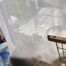 のらちゃんの画像