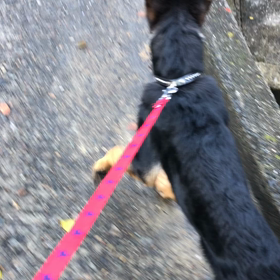 お散歩さんぽー！の画像