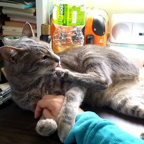 加減ってものを知らないの画像