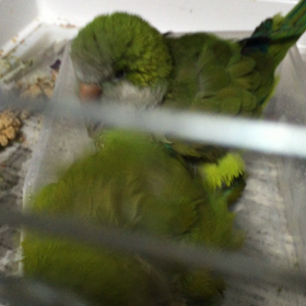 ”水浴びの仕方にも違いが”の画  像