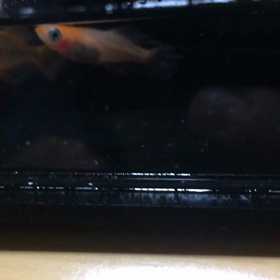 掛け合わせの画像