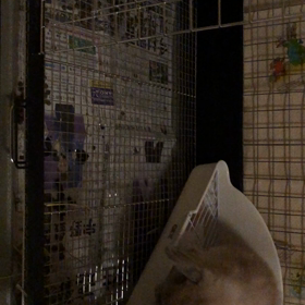 私の癒しの画像