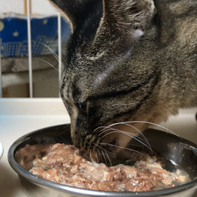 ウェットフードの画像