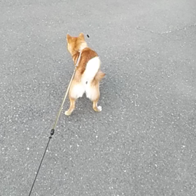 さくらvs毛虫の画像