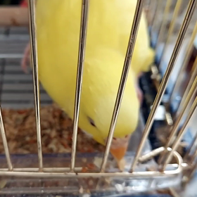 選んで食べるプーさんの画像