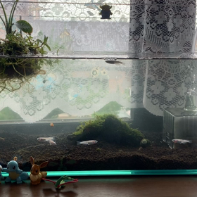 水槽変更の画像