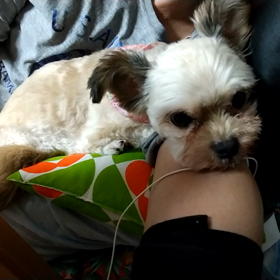 低周波 ブルブル アロハの画像