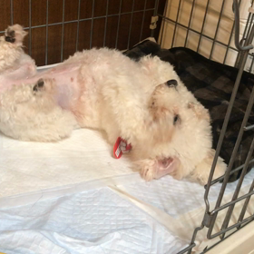 あなたもメロメロの画像