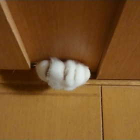 ドアの隙間から♪の画像