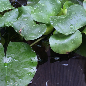 メダカの繁殖（4）　：成長の画像