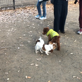 初めての代々木公園ドッグランの画像