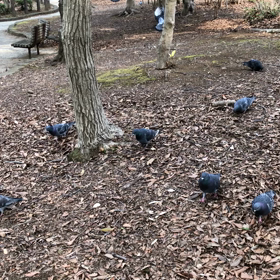 次々次々と集まる鳩の画像