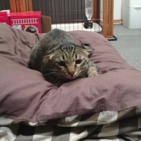 ジャッキーの狩りの画像