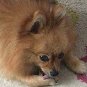 ＊モモちゃん＊の画像