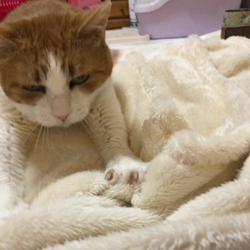 ちゃっぴーの力強いフミフミの画像