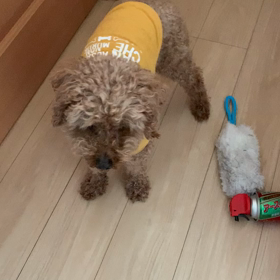 どうやら彼は散歩に行きたいようです。の画像