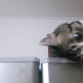 息子よ…の画像