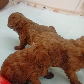 年末年始の営業予定の画像