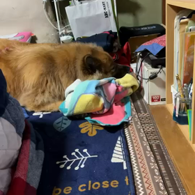 ふてくされマロさんもの画像