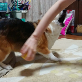 やっぱりパピコギだよ(笑)の画像