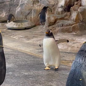 ペンギンに会いにの画像